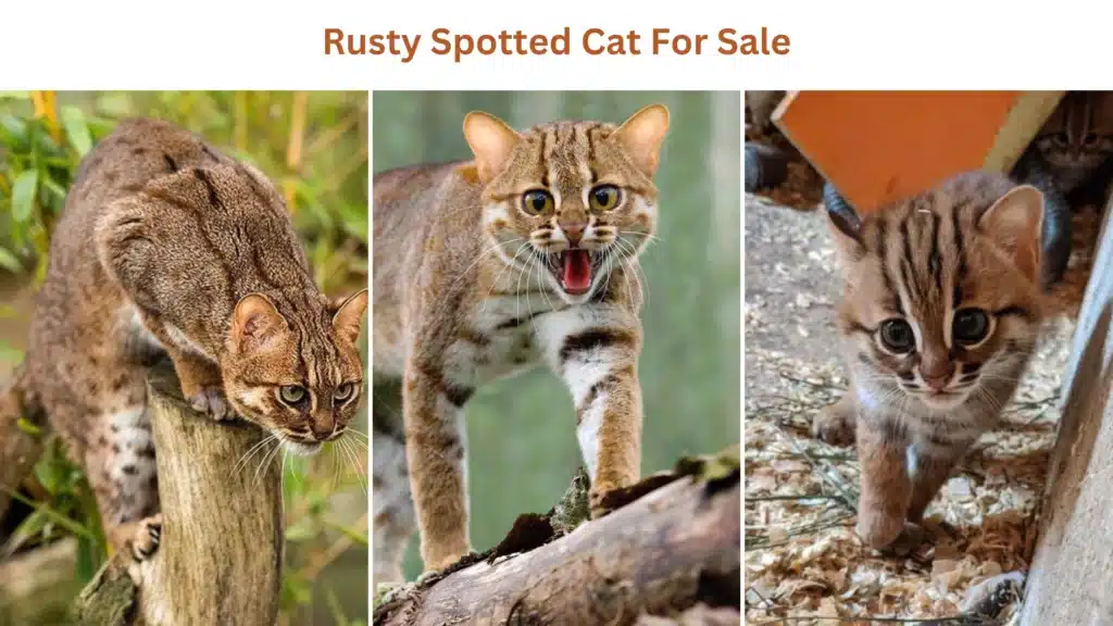 Rusty Spotted Cat for Sale in Different Countries