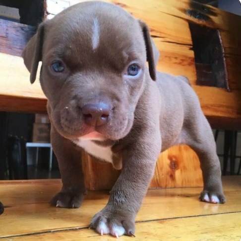 Pitbull puppies for sale craigslist