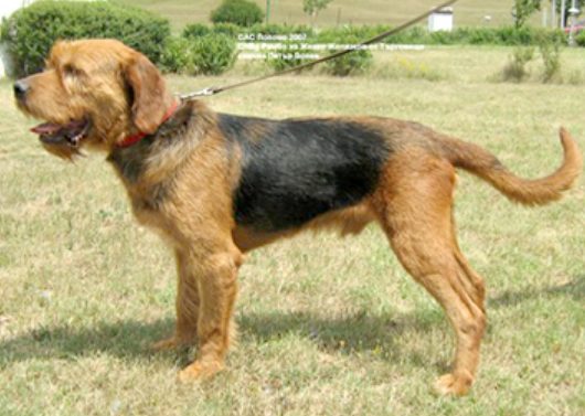 bulgarian scenthound