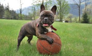 pros and cons of french bulldogs