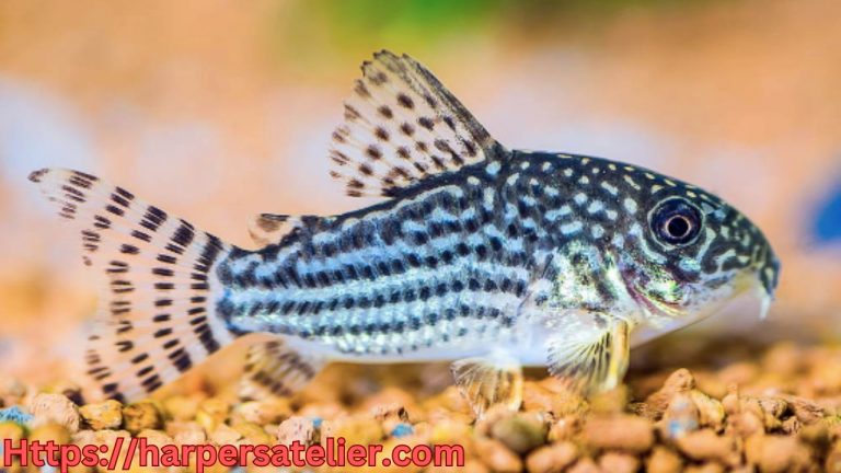 Cory catfish types
