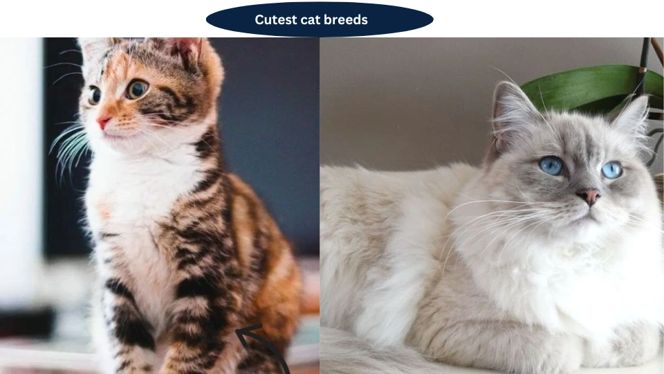 Cutest cat breeds
