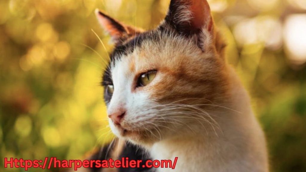Top 208 Short And Creative Calico Cat Names