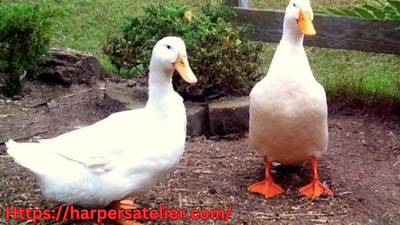 Domesticated duck breeds