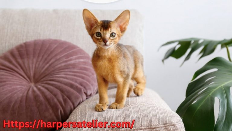 the small cat breeds for small cat lovers