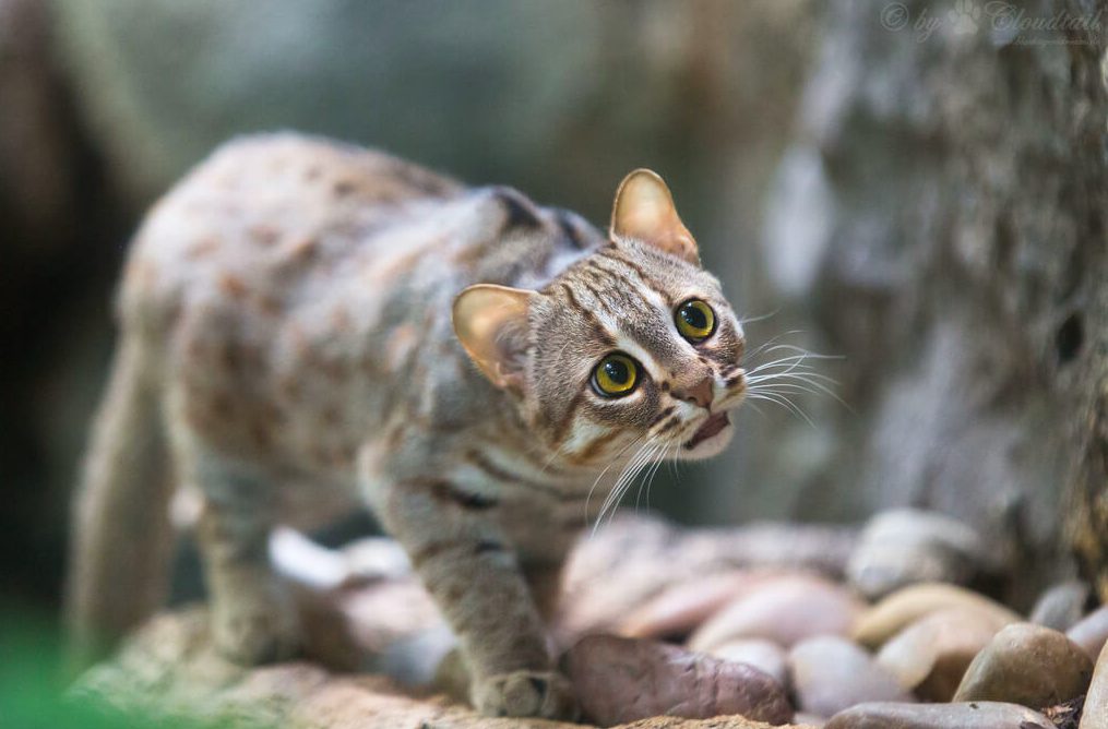 Rusty Spotted Cat Diet