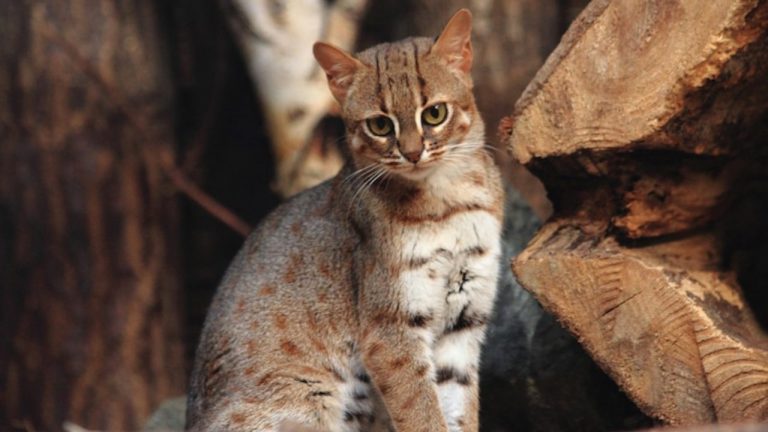 Rusty Spotted Cat Size