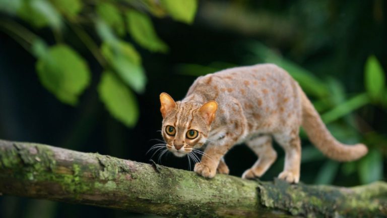 Rusty Spotted Cats