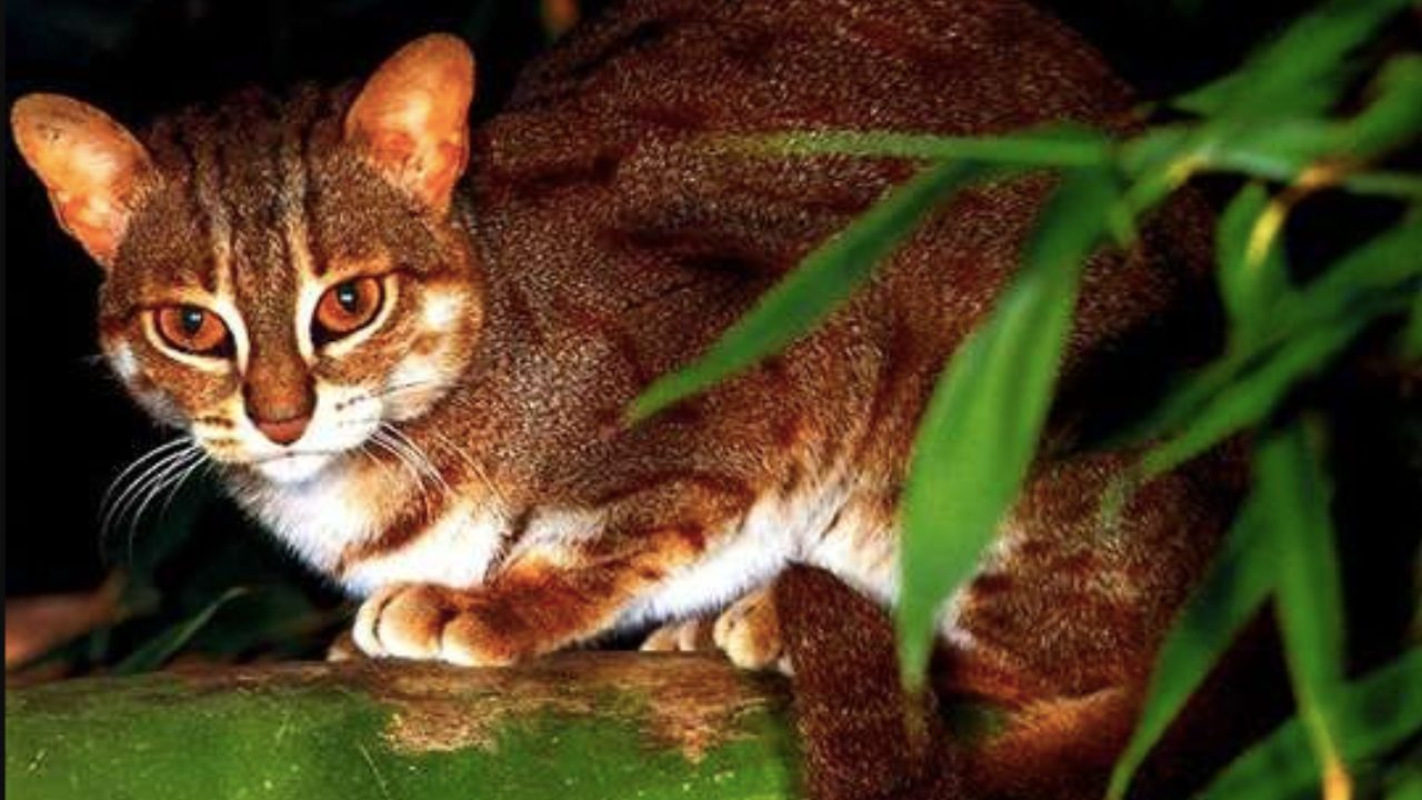 Rusty spotted Cat lifespan