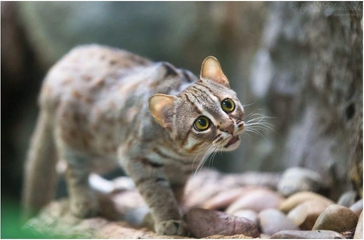  rusty Spotted Cat Diet.