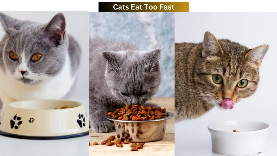 Cats Eat Too Fast
