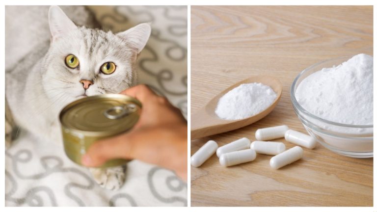 Cat's Health with a Taurine for Cats Supplement