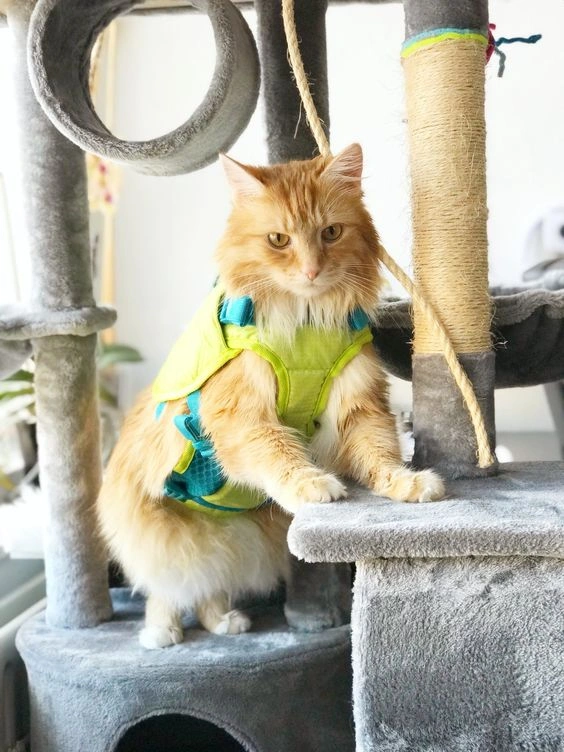 Life Jacket for Cat