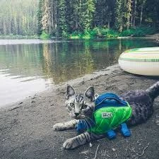 Life Jacket for Cat
