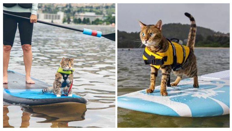 Life jacket for cat
