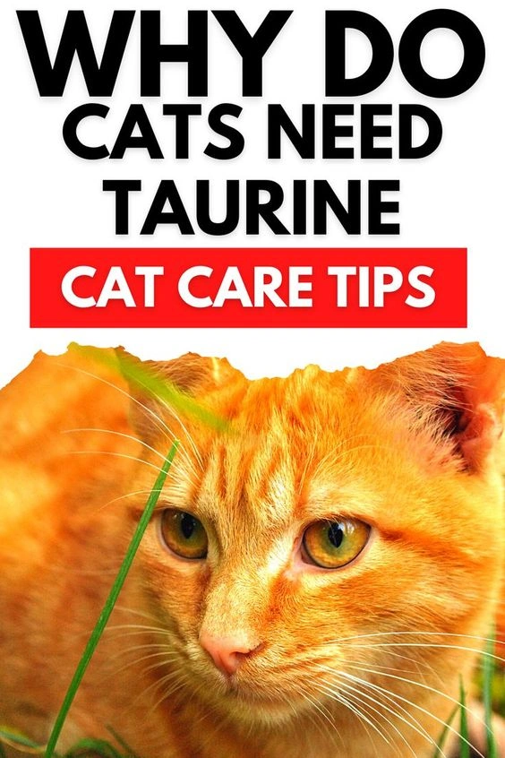 Taurine for Cats Supplement