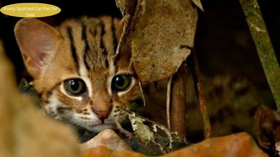 Rusty Spotted Cat Pet for Sale