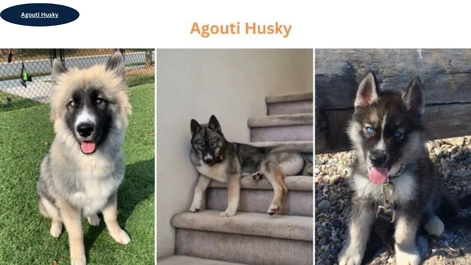 Agouti Husky