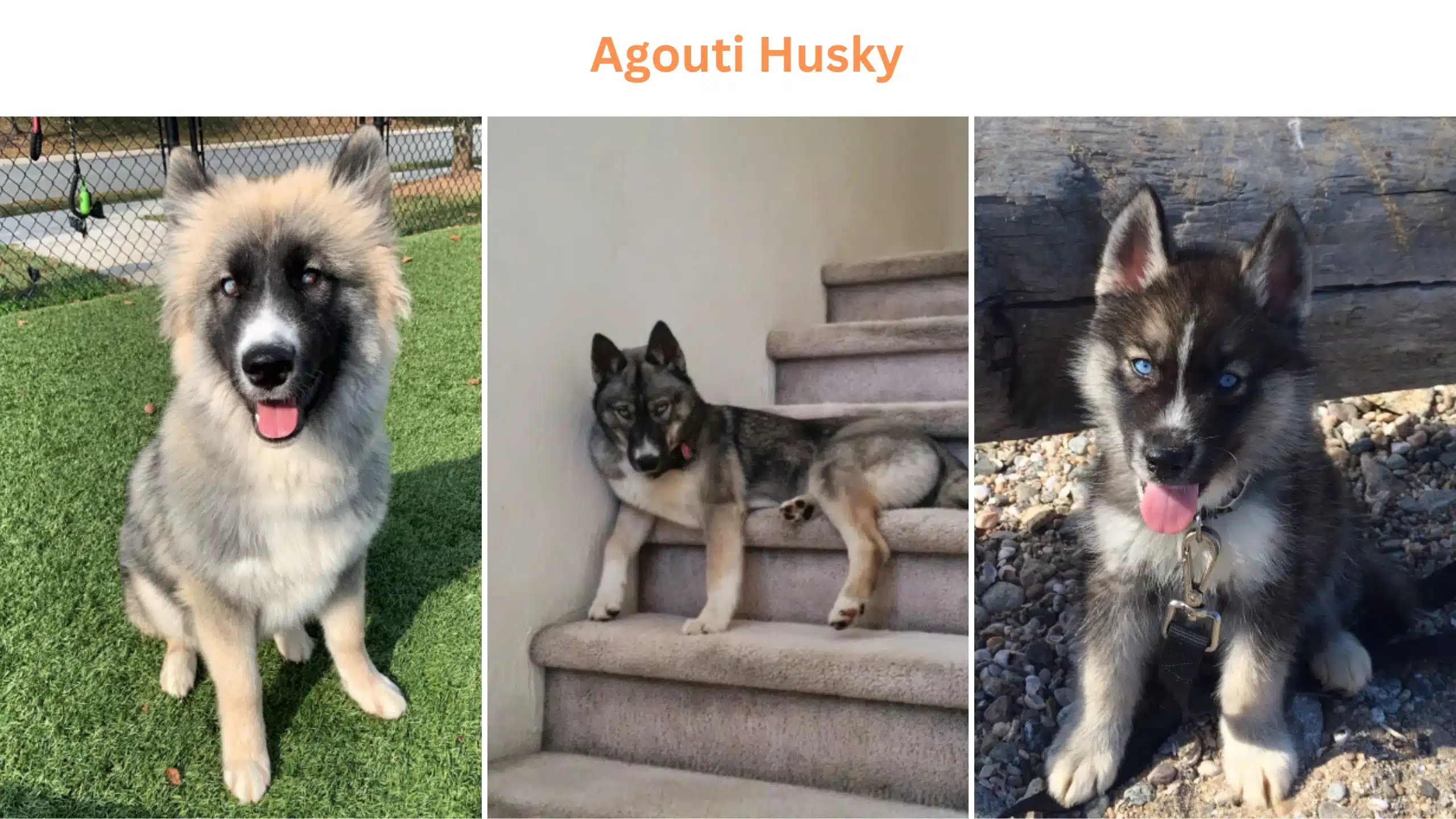 Agouti husky