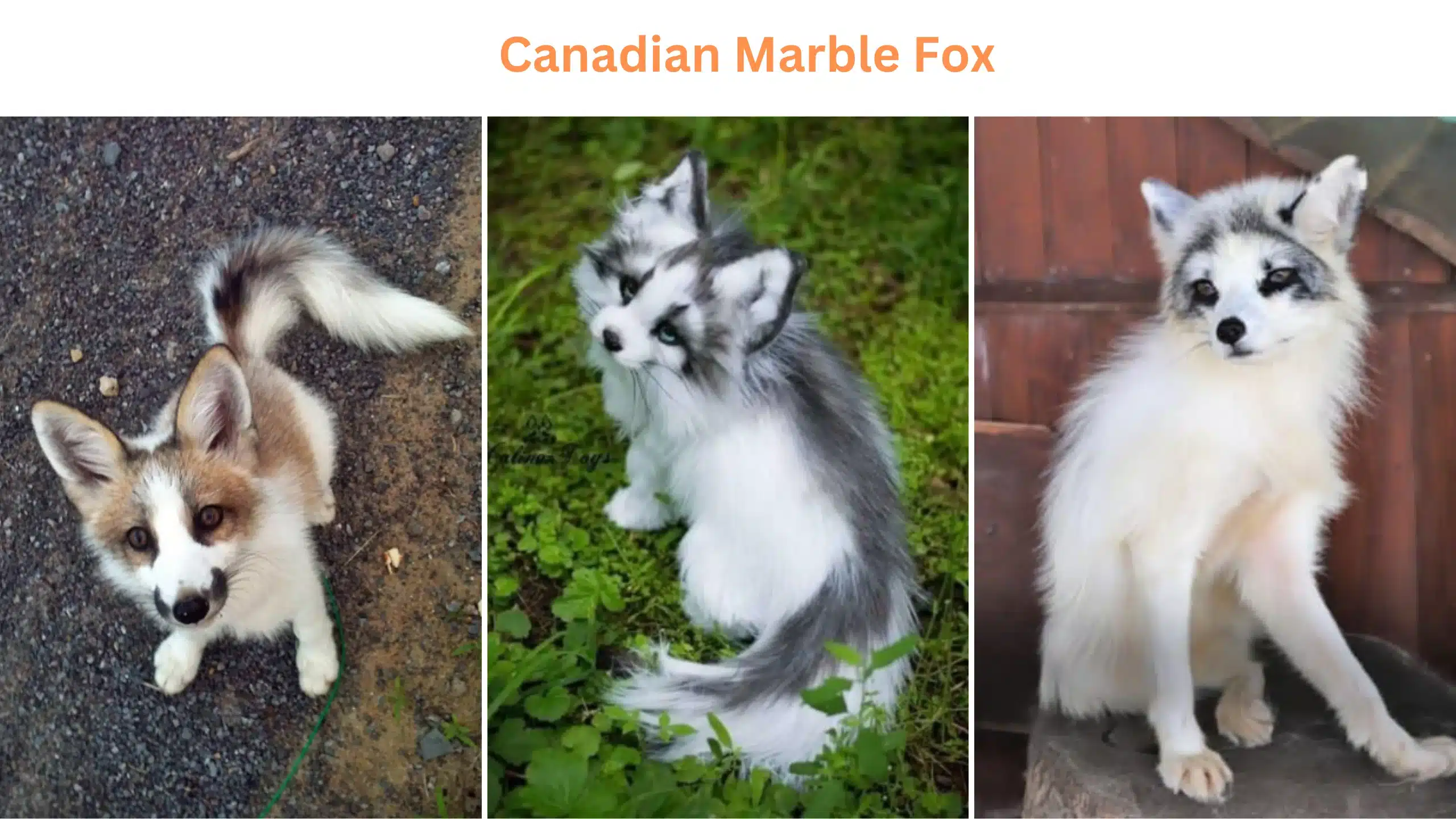 Canadian Marble Fox