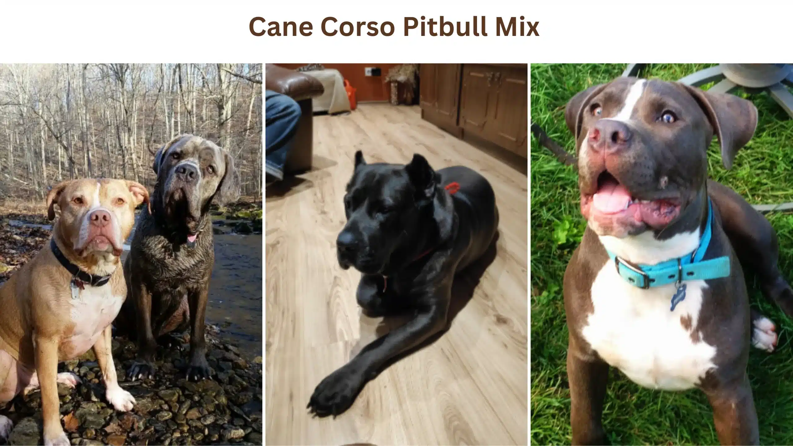 Cane Corso pitbull mix