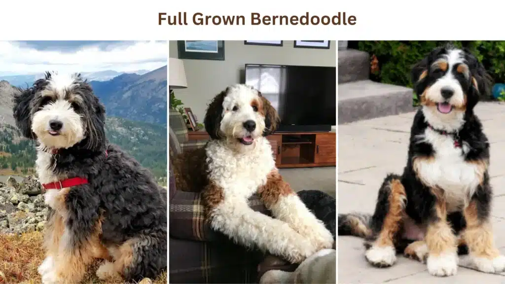 Everything You Need To Know About Full Grown Bernedoodle