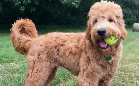 Goldendoodle haircuts 