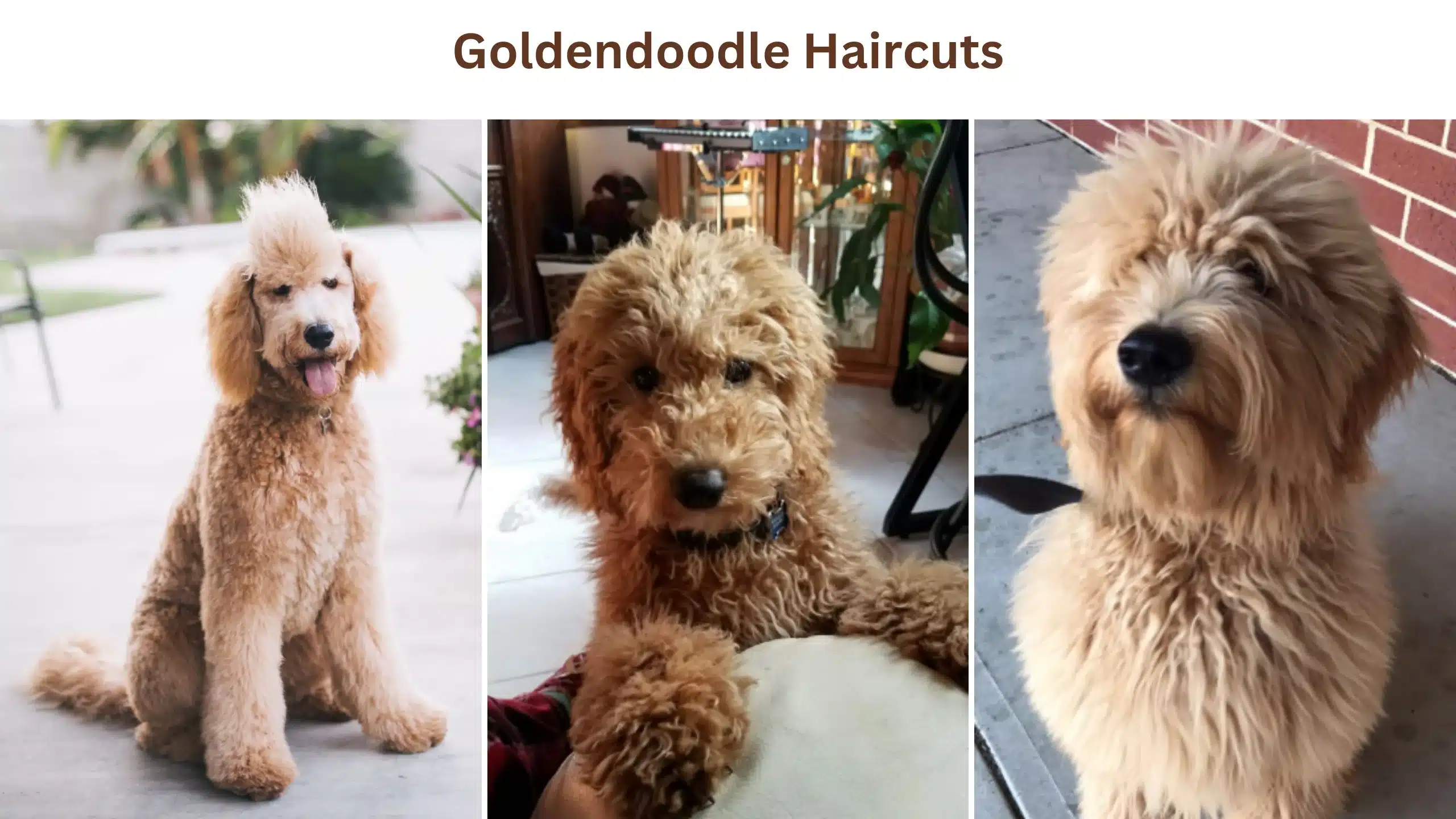 Goldendoodle haircuts
