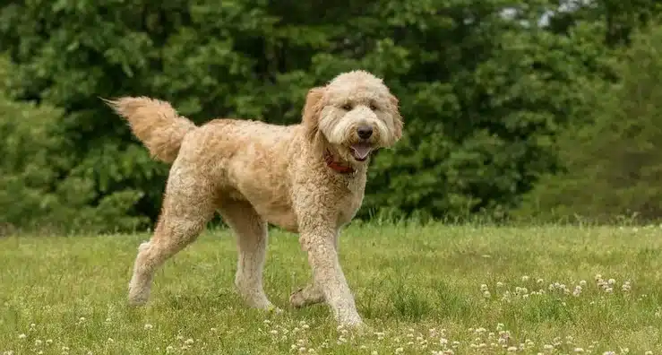 Goldendoodle haircuts 
