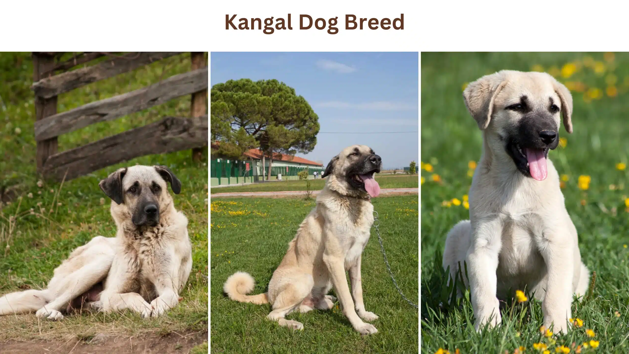 Kangal Dog Breed