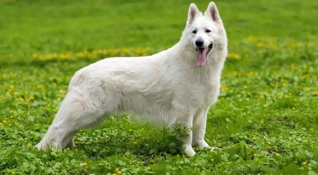 Large white dog breeds