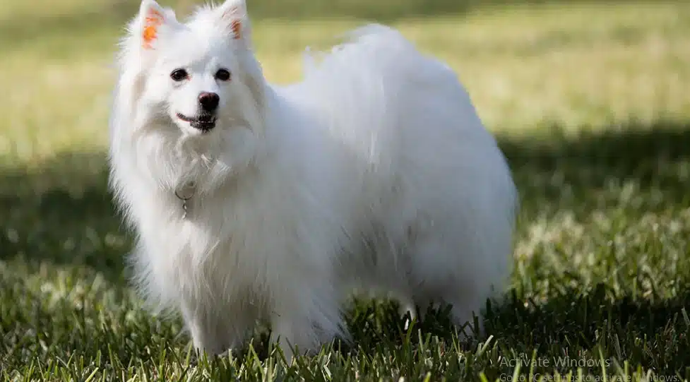 Large white dog breeds