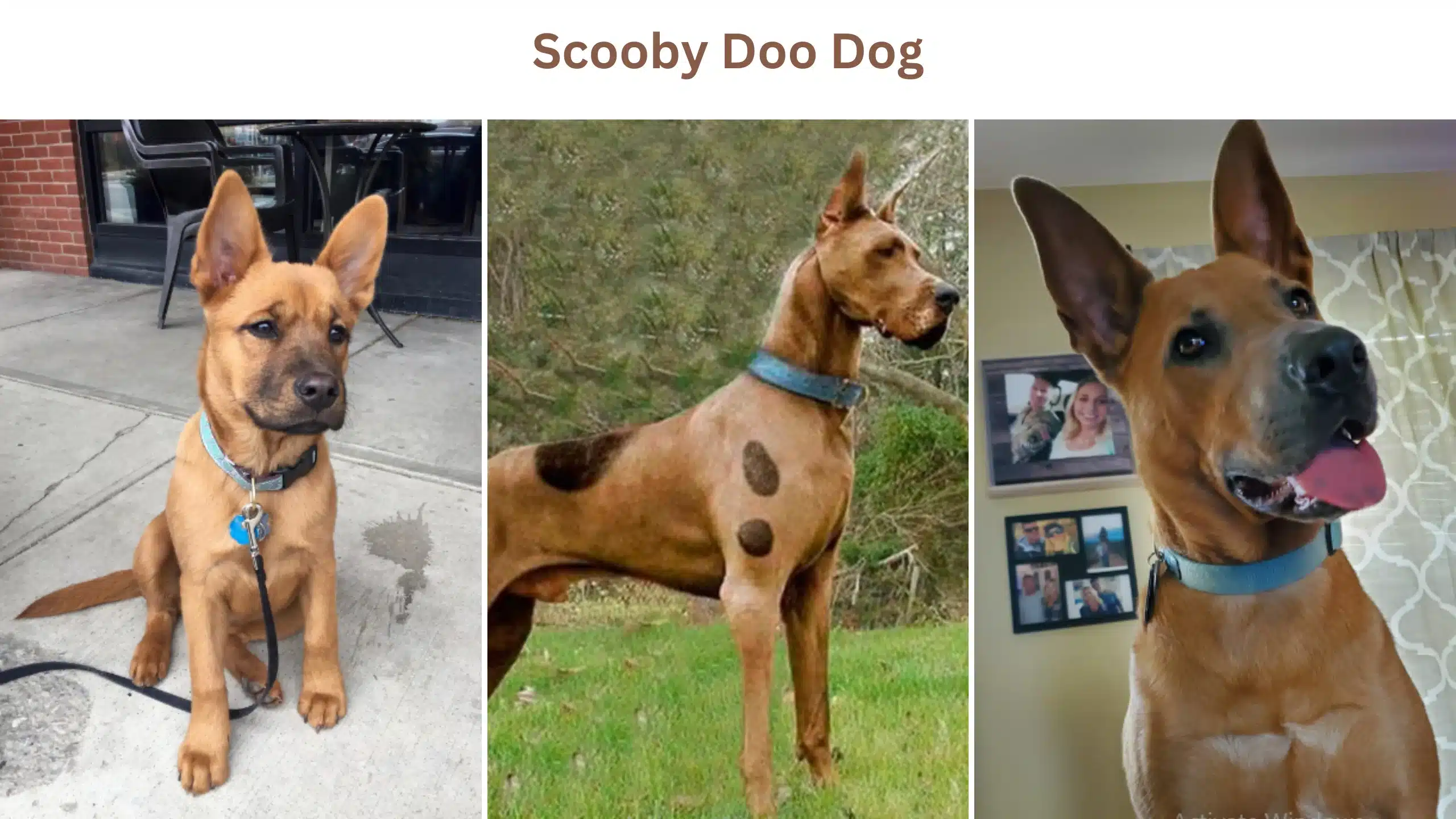 Scooby doo dog (2)