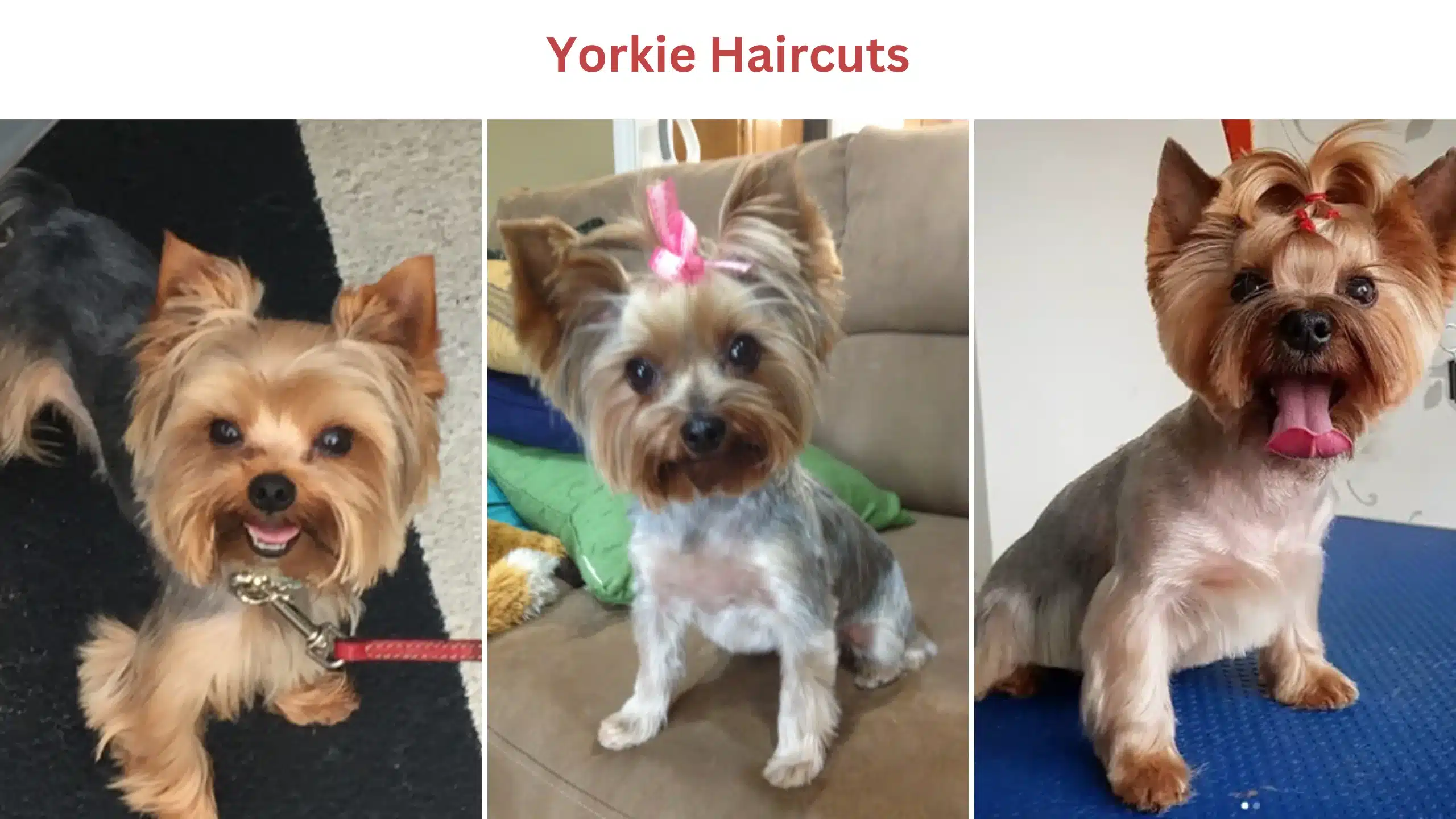 Yorkie haircuts