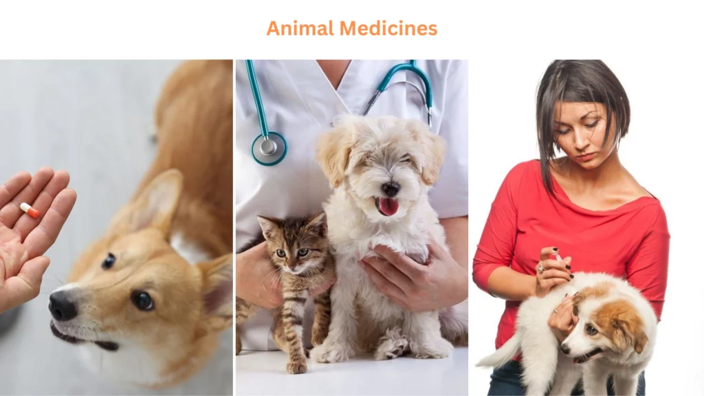 10+ Animal Medicines- Responsible use of Animal Medicines
