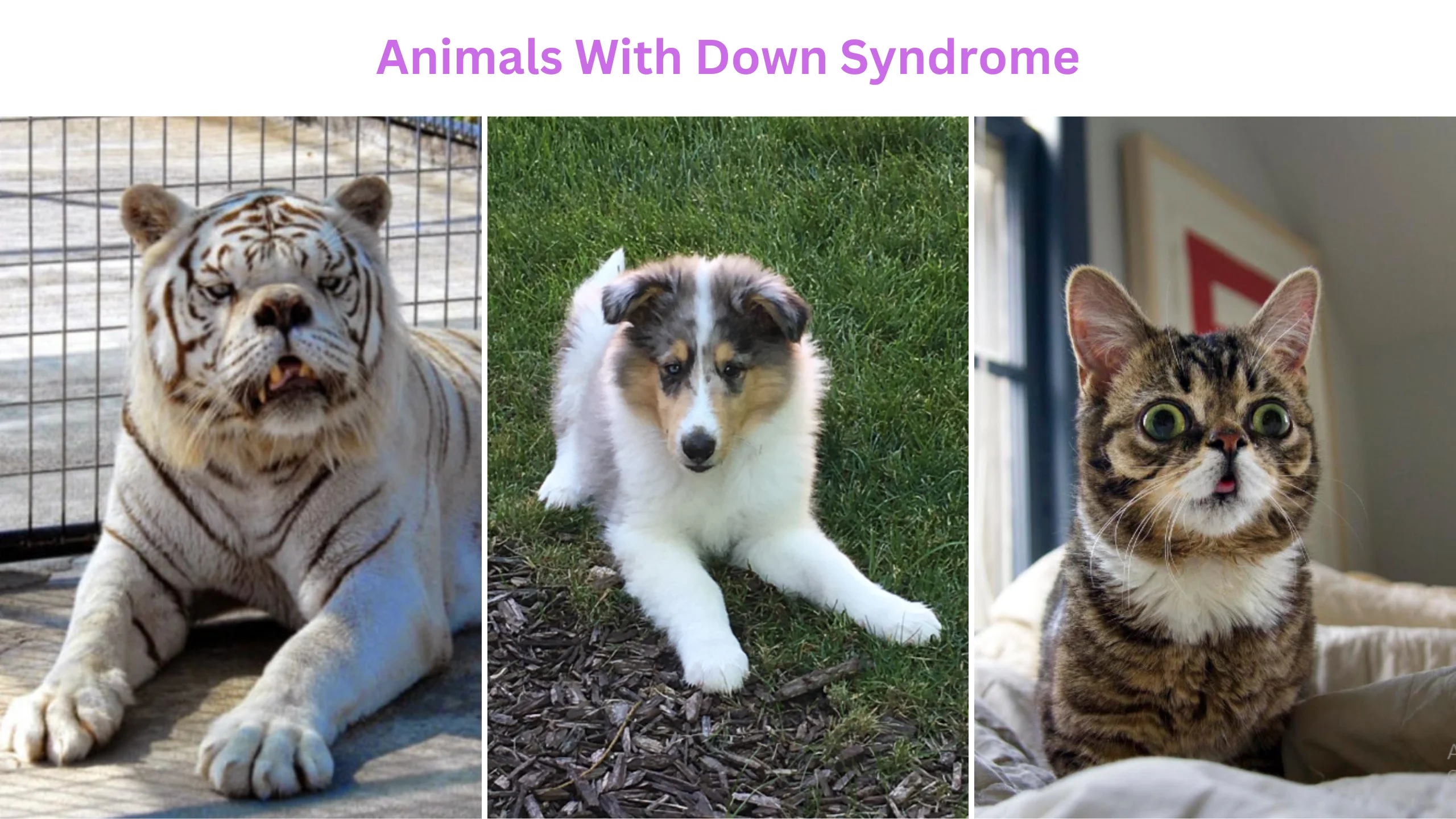 Animals with Down syndrome