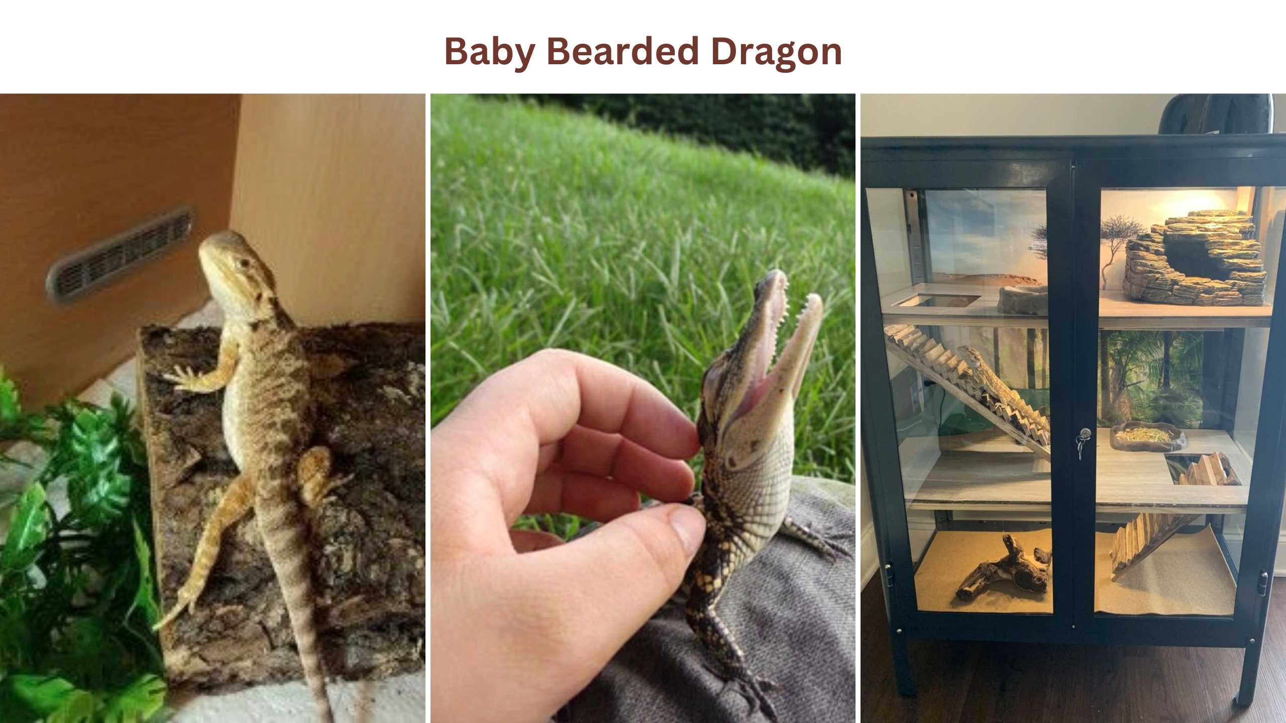 Baby bearded dragon