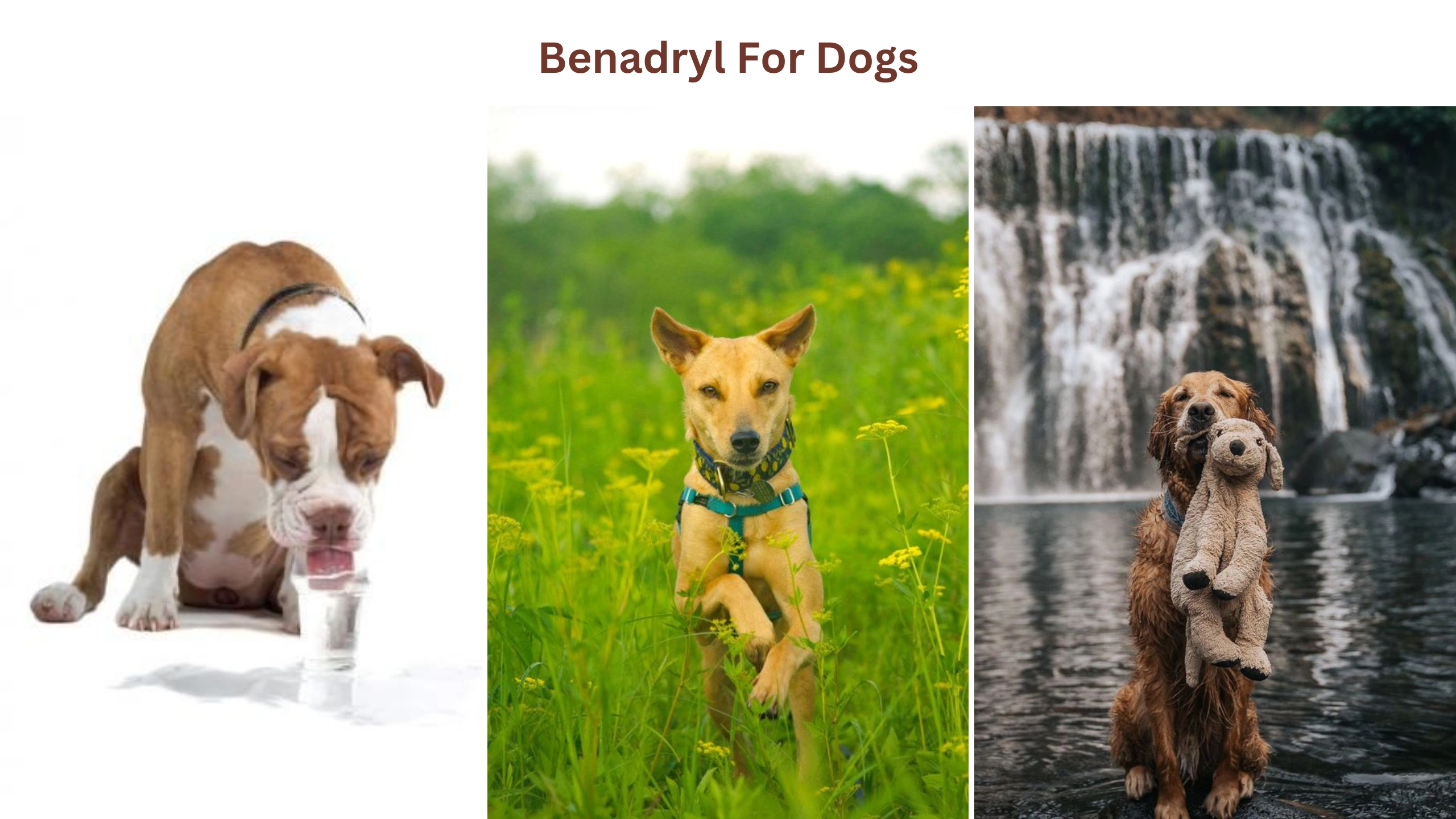 Benadryl for dogs