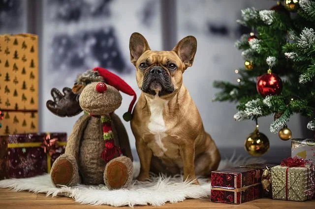 Best Christmas gifts for dogs 