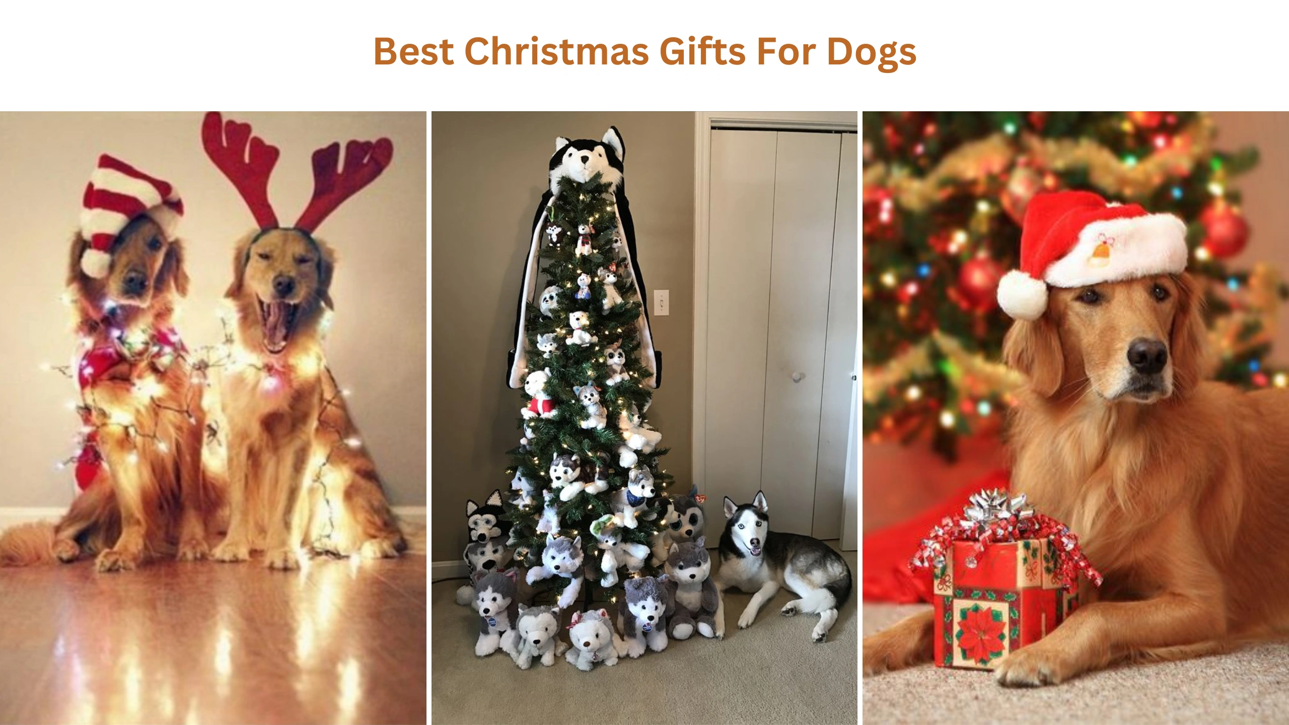 Best Christmas Gifts for Dogs