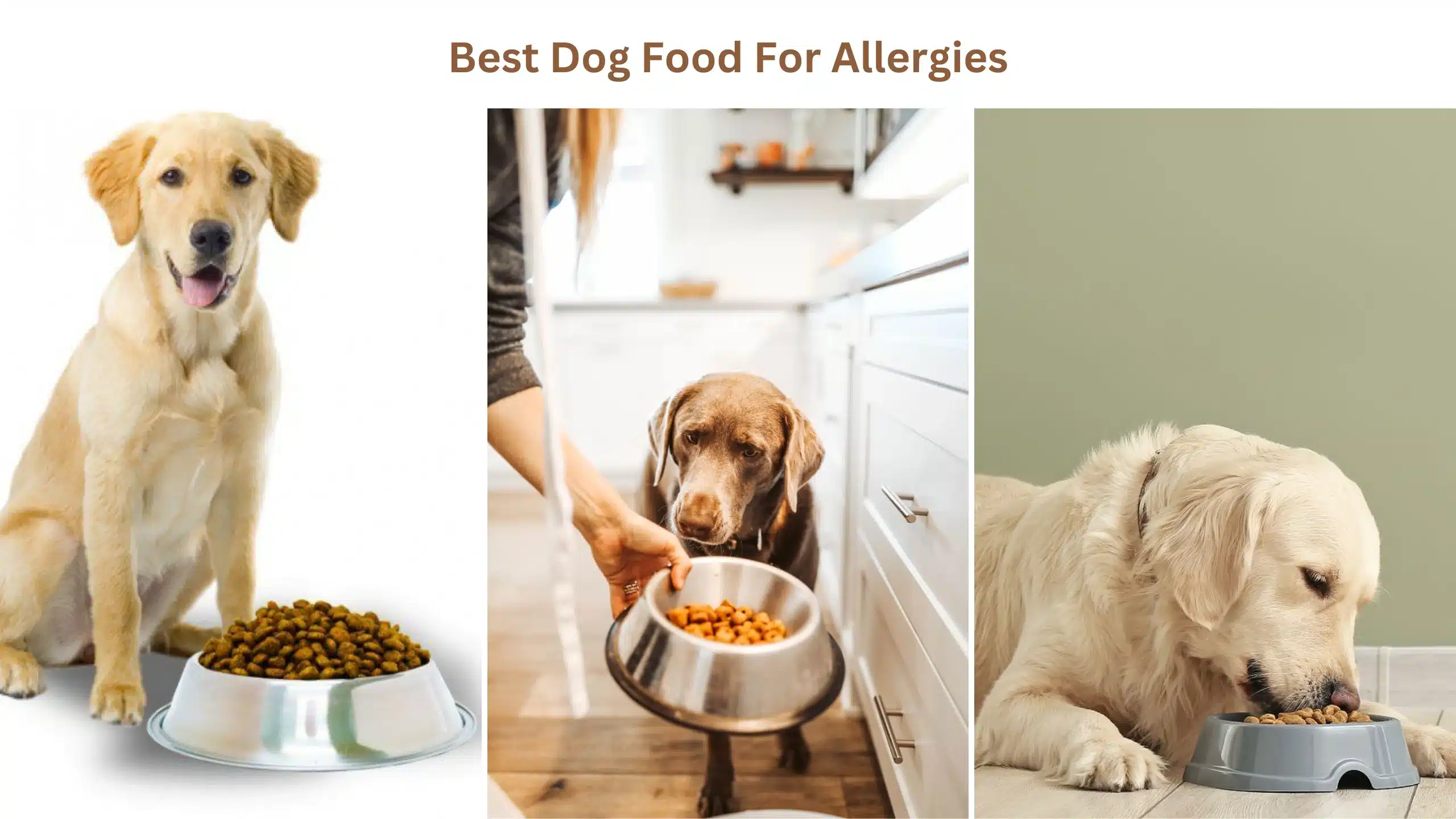 Best dog food for allergies