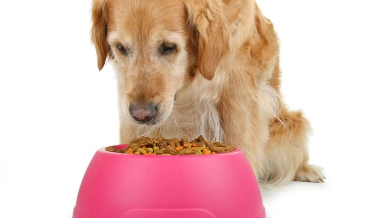 Best dog food for allergies 