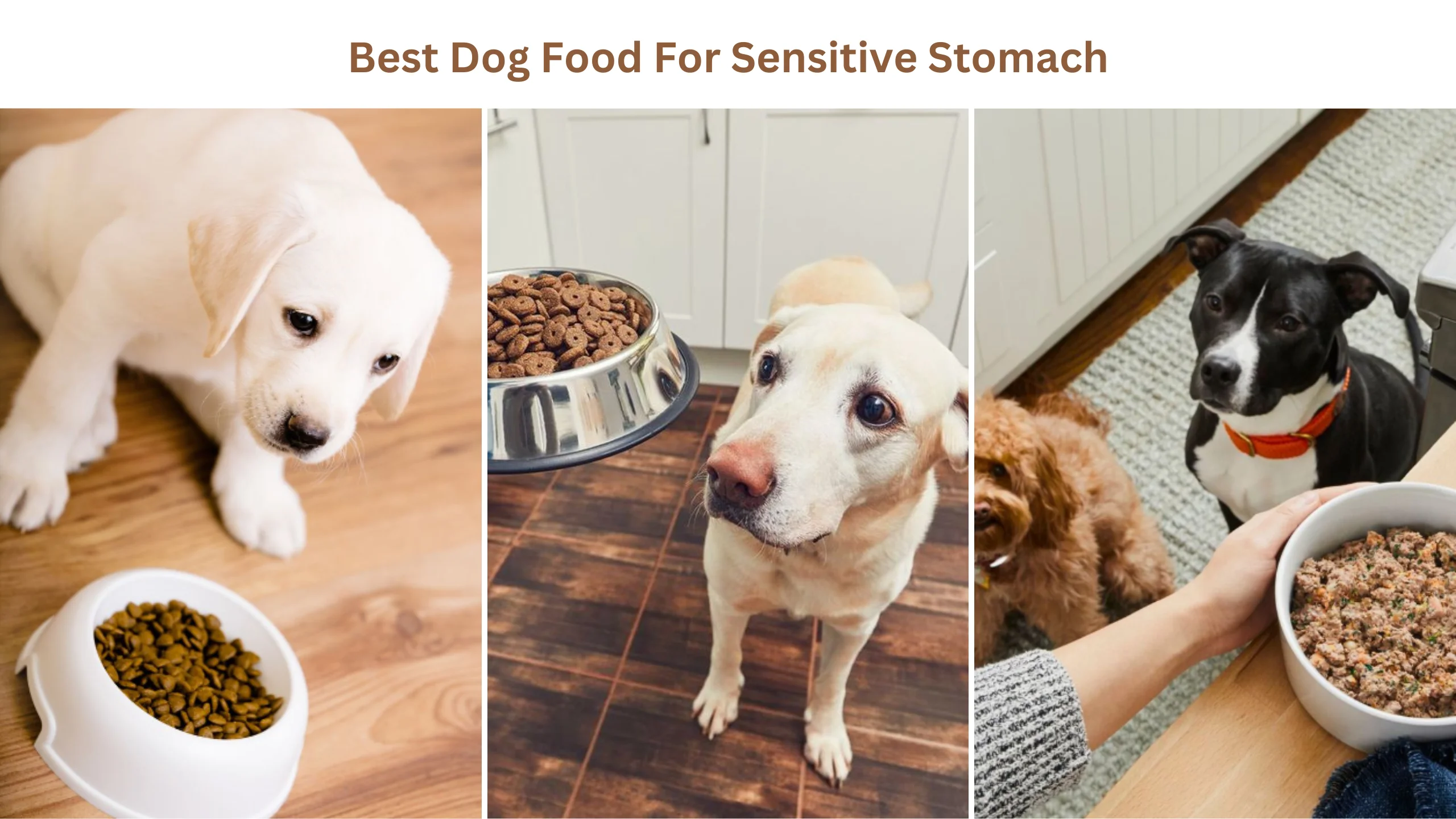 Best dog food for sensitive stomach
