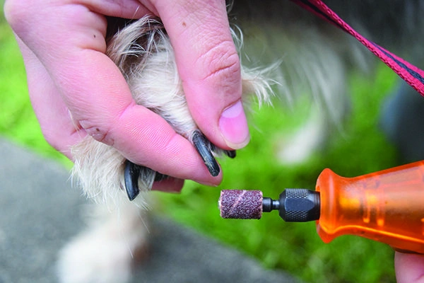 Best dog nail grinder