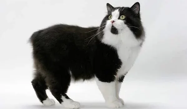 Black and white cat breeds