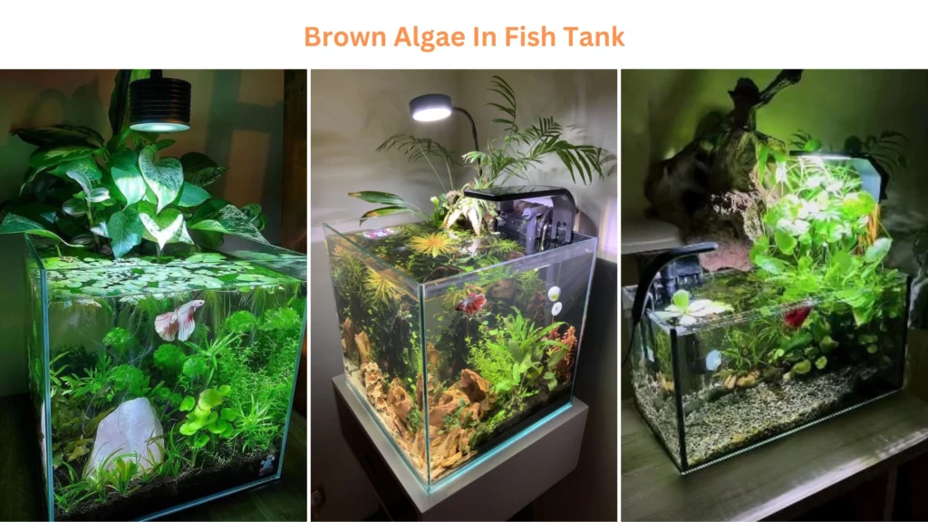 Brown algae in fish tank- Ways to Stop Brown Algae in your Fish