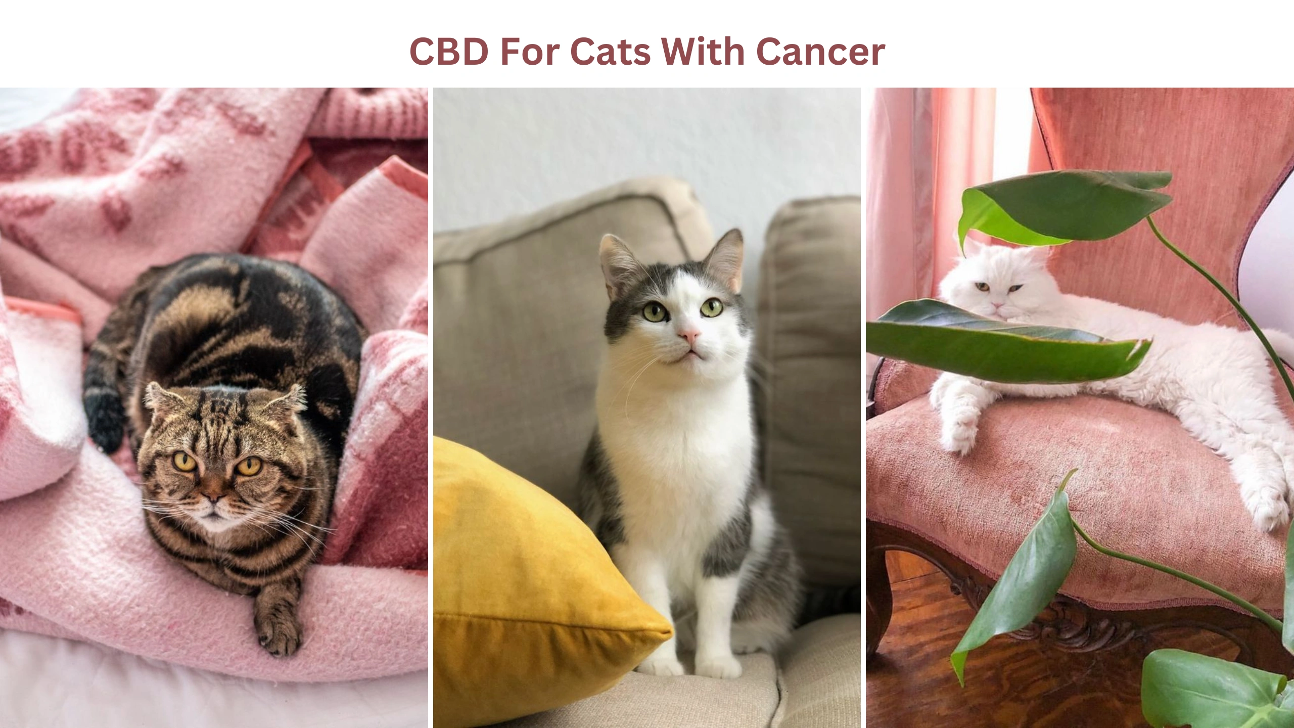 CBD for cats with cancer
