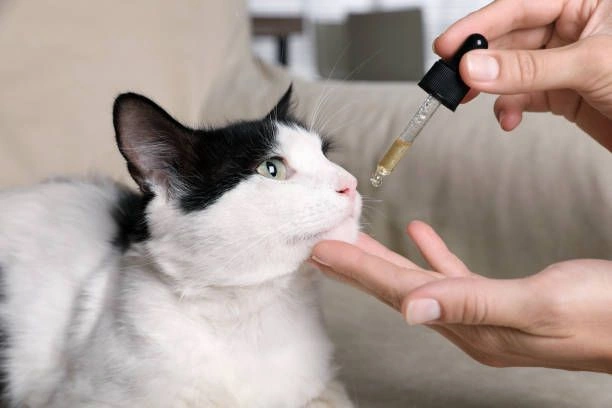CBD for cats with cancer 