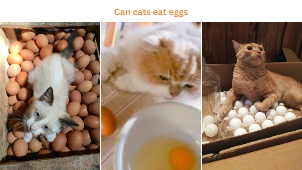 Can Cats Eat Eggs: Is it healthy for a cat to eat an egg?