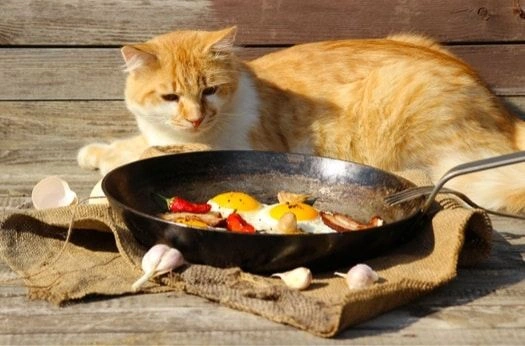 Can cats eat eggs
